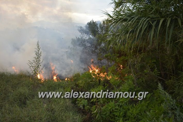 alexandriamou.gr_fotia20.9009