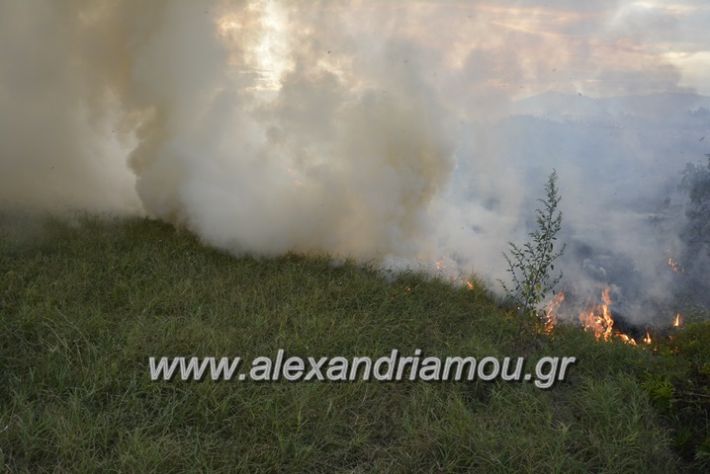 alexandriamou.gr_fotia20.9010