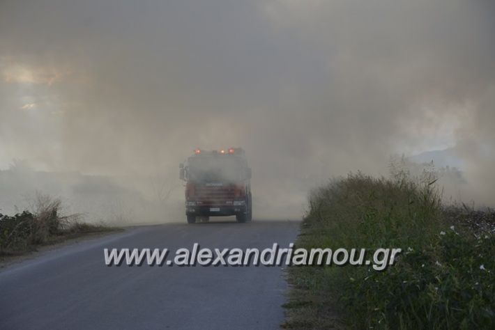 alexandriamou.gr_fotia20.9015