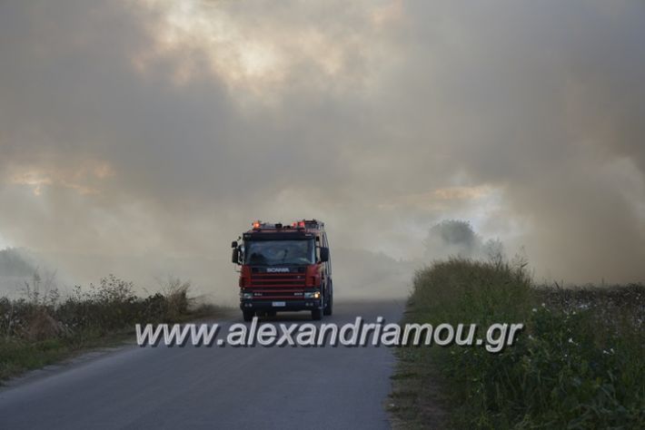 alexandriamou.gr_fotia20.9017