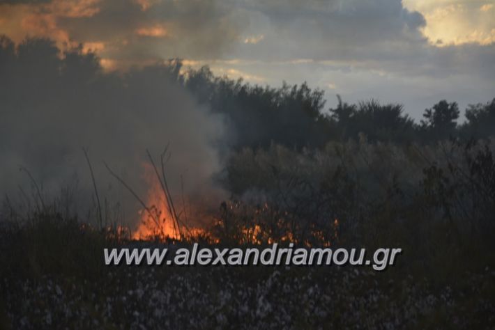 alexandriamou.gr_fotia20.9021