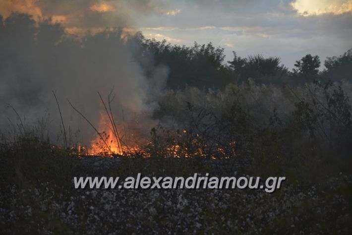 alexandriamou.gr_fotia20.9022