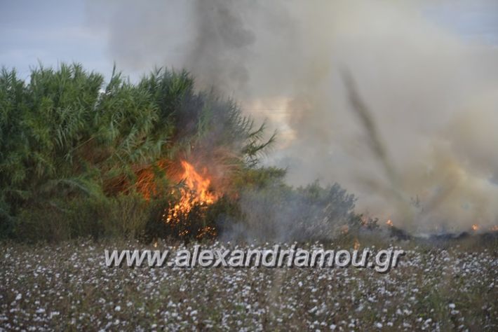 alexandriamou.gr_fotia20.9024