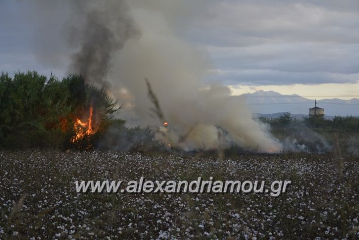 alexandriamou.gr_fotia20.9027