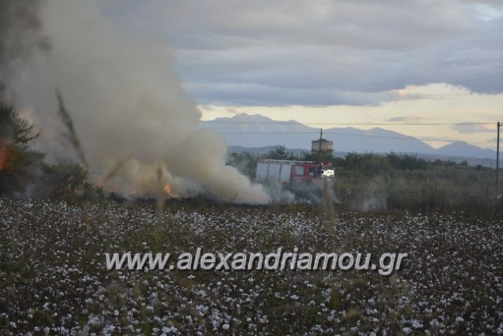 alexandriamou.gr_fotia20.9028