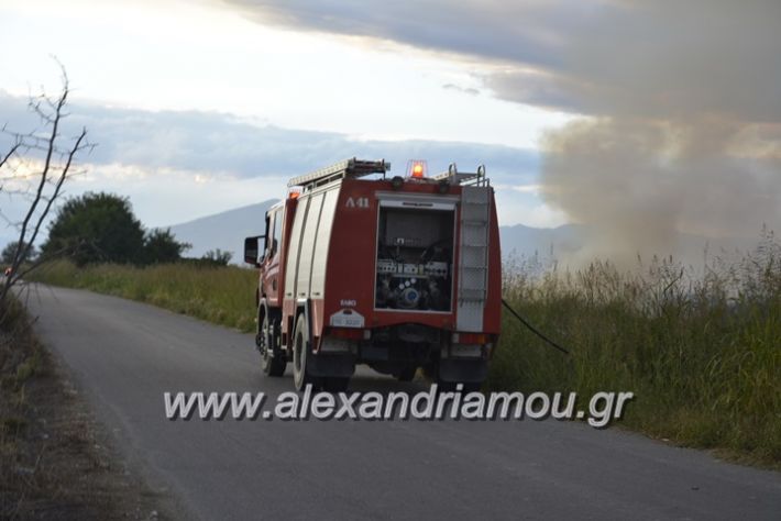 alexandriamou.gr_fotia20.9031