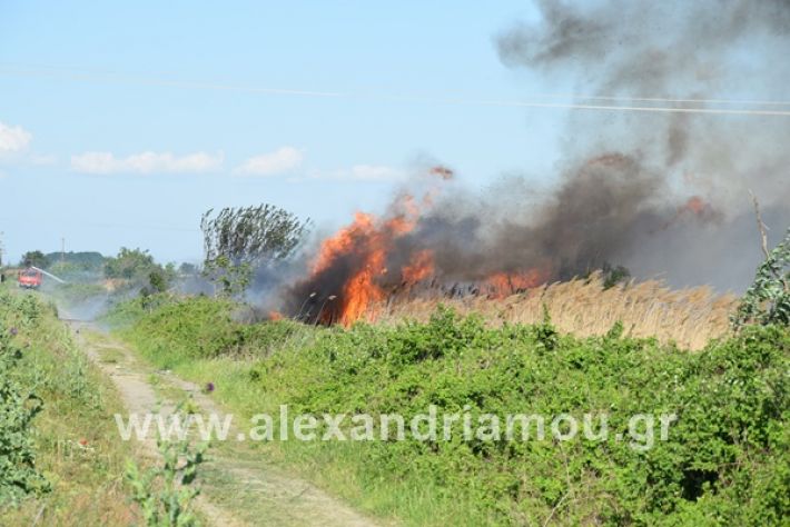 www.alexandriamou.gr_fotia2122DSC_0696