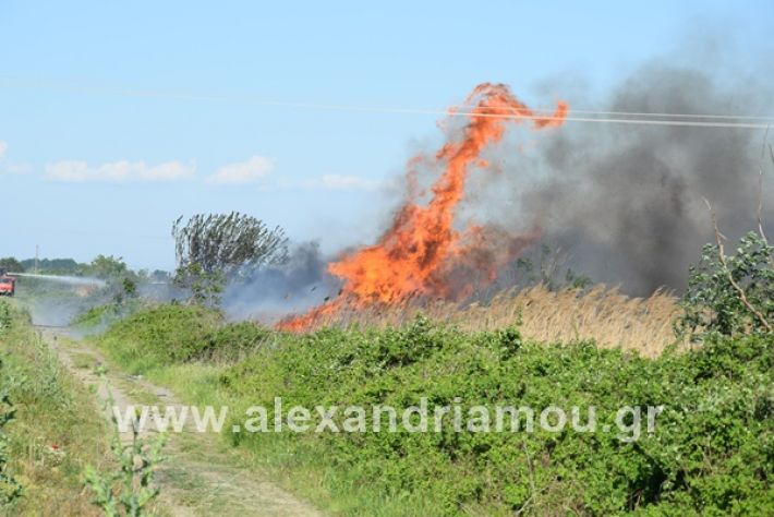 www.alexandriamou.gr_fotia2122DSC_0697