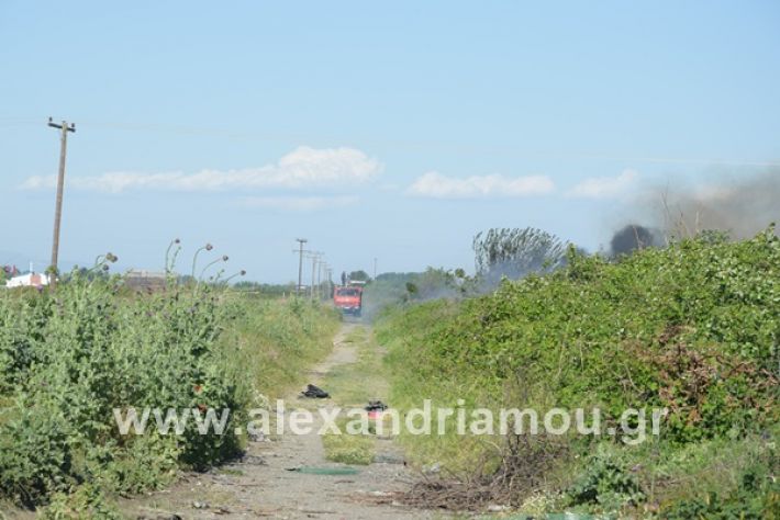 www.alexandriamou.gr_fotia2122DSC_0708