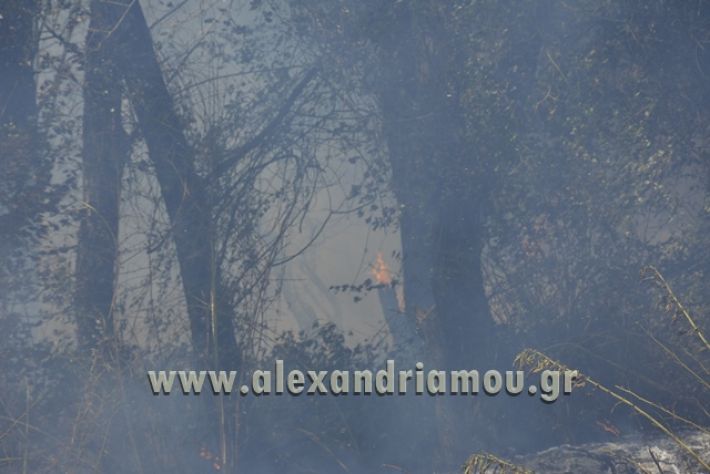 fotia_agia_kyriaki033
