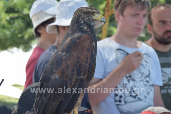 alexandriamou.gr_kastania20188DSC_0178