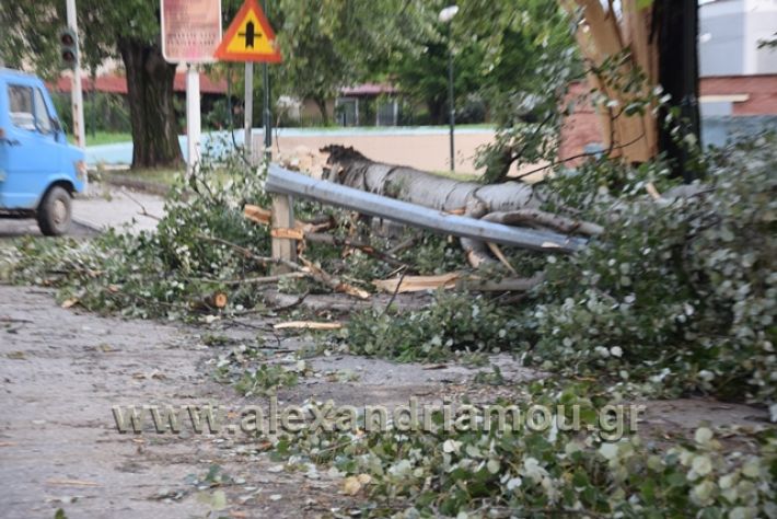 alexandriamou.gr_kavasila1000