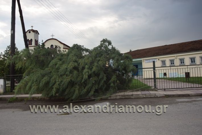 alexandriamou.gr_kavasila1014