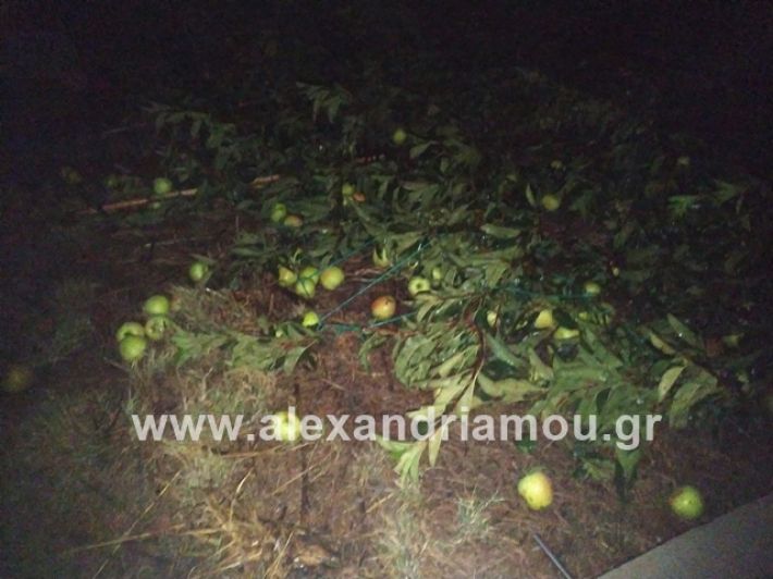 alexandriamou.gr_kerikafarma005