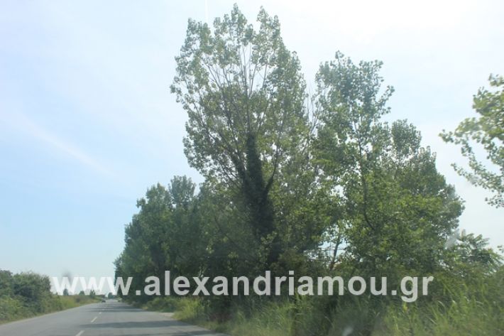 alexandriamou.gr_leukespeo2019027