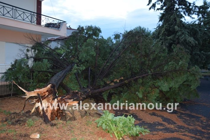 alexandriamou.gr_mpourini1201900008