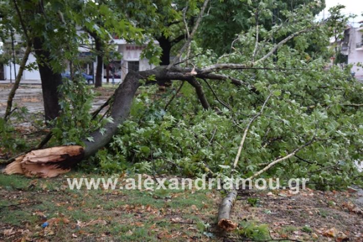 alexandriamou.gr_mpourini1201900051