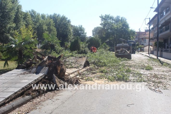 alexandriamou.gr_sunergiadimou11.7.19001