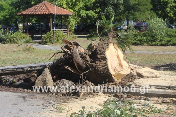 alexandriamou.gr_sunergiadimou11.7.19004