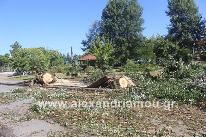 alexandriamou.gr_sunergiadimou11.7.19010