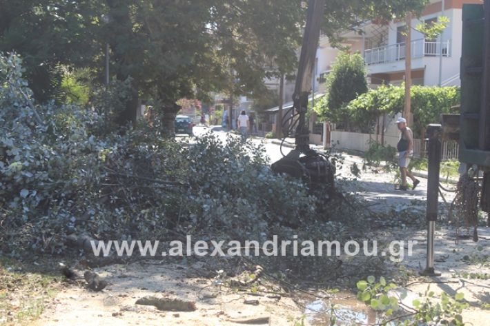 alexandriamou.gr_sunergiadimou11.7.19017