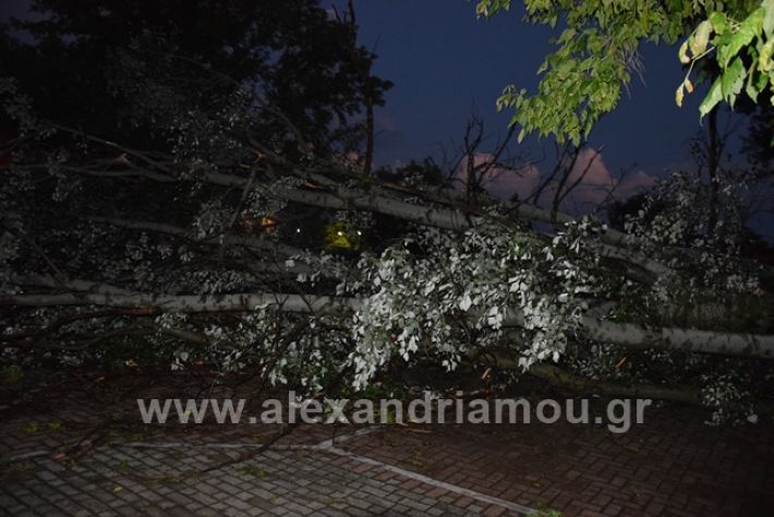 alexandriamou.gr_trikala2222DSC_0325