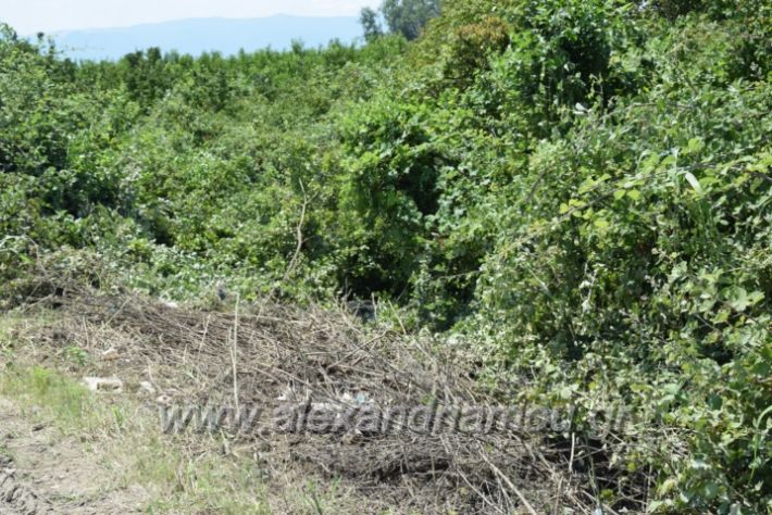 alexandriamou.gr_troxeo13.7.18023