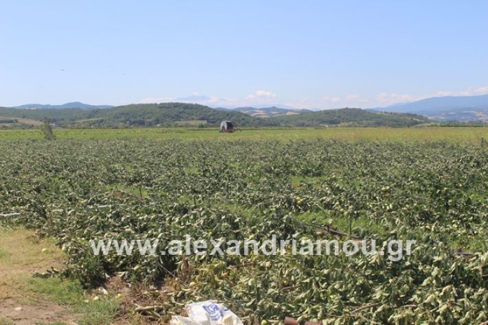 alexandriamou.gr_xorafimila11.7.19001