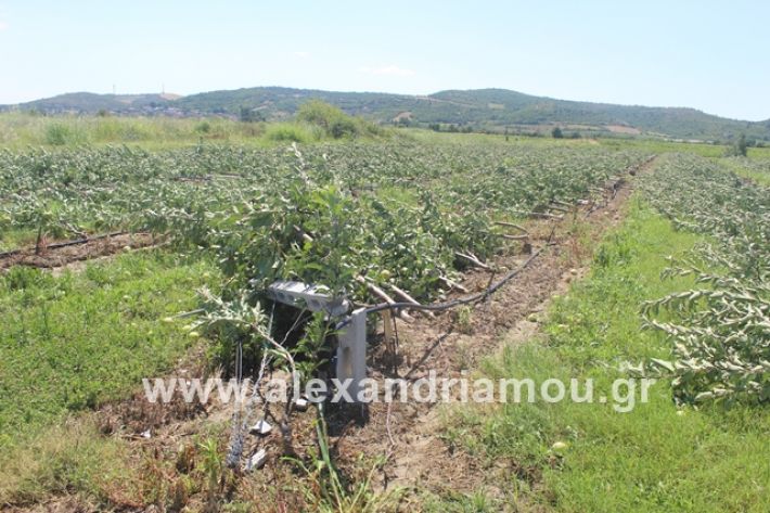 alexandriamou.gr_xorafimila11.7.19006