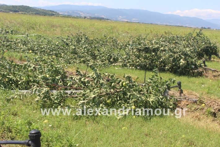 alexandriamou.gr_xorafimila11.7.19010