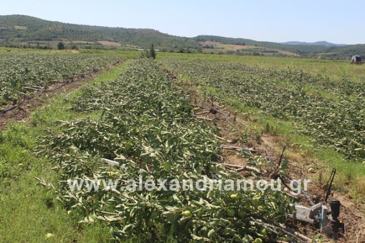 alexandriamou.gr_xorafimila11.7.19011