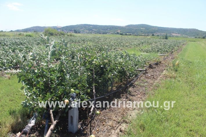 alexandriamou.gr_xorafimila11.7.19014