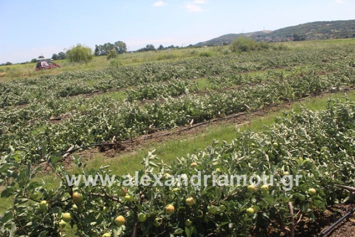 alexandriamou.gr_xorafimila11.7.19016