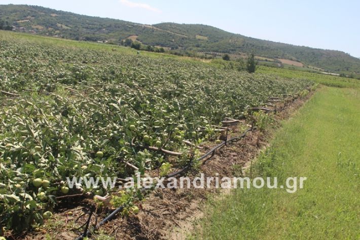 alexandriamou.gr_xorafimila11.7.19017