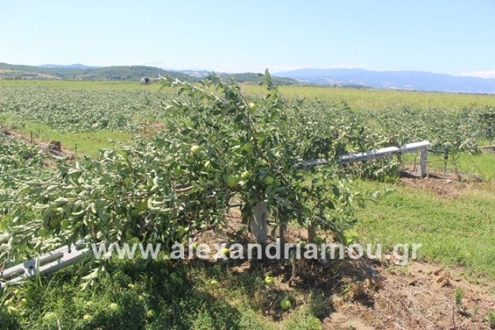 alexandriamou.gr_xorafimila11.7.19034