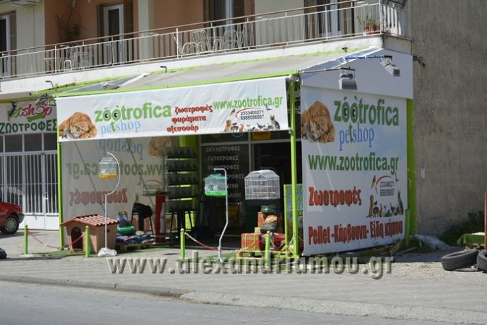 alexandriamou_zootechnika033