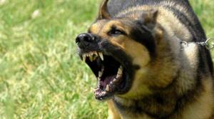 Αναγνώστρια : Άγρια επίθεση σκύλων στην Αλεξάνδρεια - Κάτι πρέπει να γίνει! Eυθύνες δεν υπάρχουν;