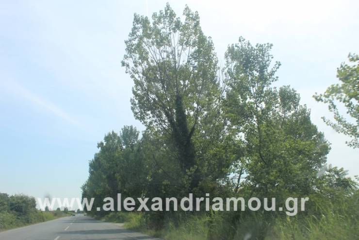 Κυκλοφοριακές ρυθμίσεις στον δρόμο Νησελίου – Κυψέλης λόγω κοπής δέντρων