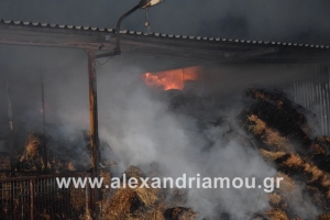 Φωτιά σε στάνη δίπλα στο ΣΜΑ Αλεξάνδρειας(φωτο-βίντεο)