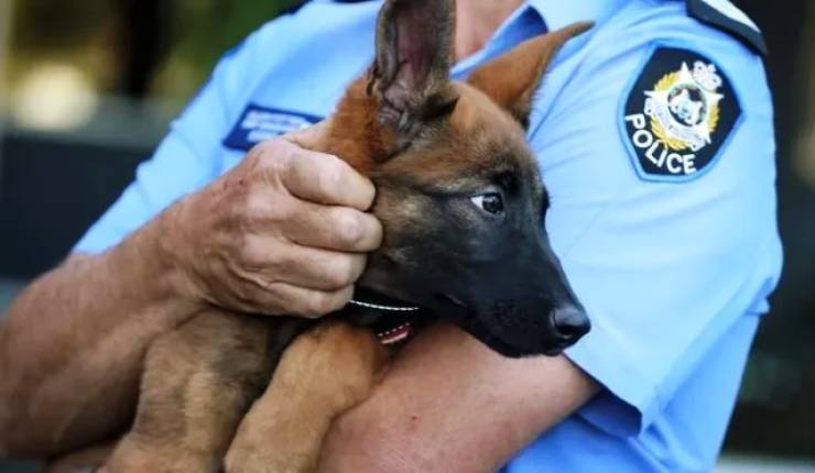 Στα «θρανία» από σήμερα οι αστυνομικοί - Εκπαιδεύονται για τα δικαιώματα των ζώων