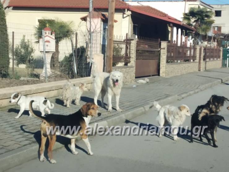 Τι ποσό χρηματοδότησης θα πάρει ο δήμος Αλεξάνδρειας για τα αδέσποτα ζώα