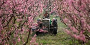 Ενισχύσεις «De minimis» 8,5 εκατ. ευρώ στους ροδακινοπαραγωγούς ανακοίνωσε από τα Γιαννιτσά ο Υπουργός Αγροτικής Ανάπτυξης