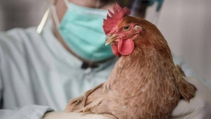 Τμήμα Κτηνιατρικής της Π.Ε. Ημαθίας:Ανακοίνωση για τη Γρίπη των πτηνών