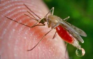 Δύο νέα κρούσματα από τον ιό του Δυτικού Νείλου στον Δήμο Αλεξάνδρειας