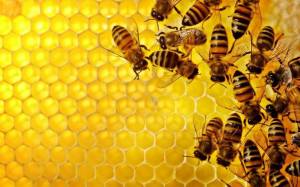 Δωρεάν σεμινάριο Μελισσοκομίας στο δημαρχείο της Αλεξάνδρειας - Δείτε πότε
