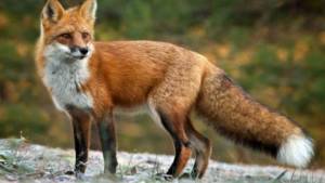 Ρίψη εμβολίων από αέρος για την λύσσα άγριων ζώων σε χωριά του δήμου Αλεξάνδρειας