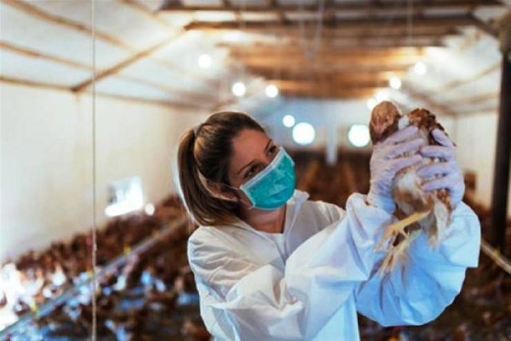Ανακοίνωση του Τμήματος Κτηνιατρικής της Π.Ε. Ημαθίας για τη γρίπη των πτηνών