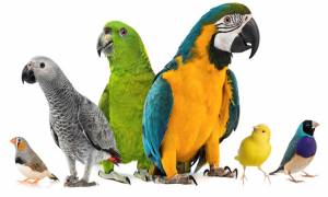 Διαγωνισμός πτηνών συντροφιάς στο Μακροχώρι