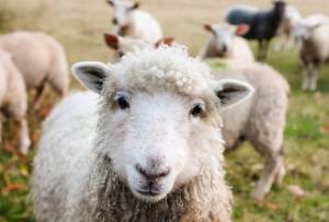 Πρόβατα έφαγαν 100 κιλά φαρμακευτικής κάνναβης