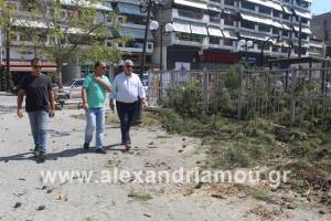 Στοχευμένα συνεχίζει ο δήμος Αλεξάνδρειας την κοπή των επικίνδυνων δέντρων